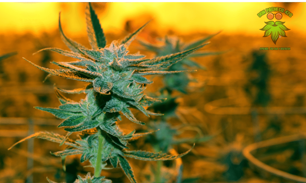 plantas de marihuana