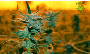 plantas de marihuana