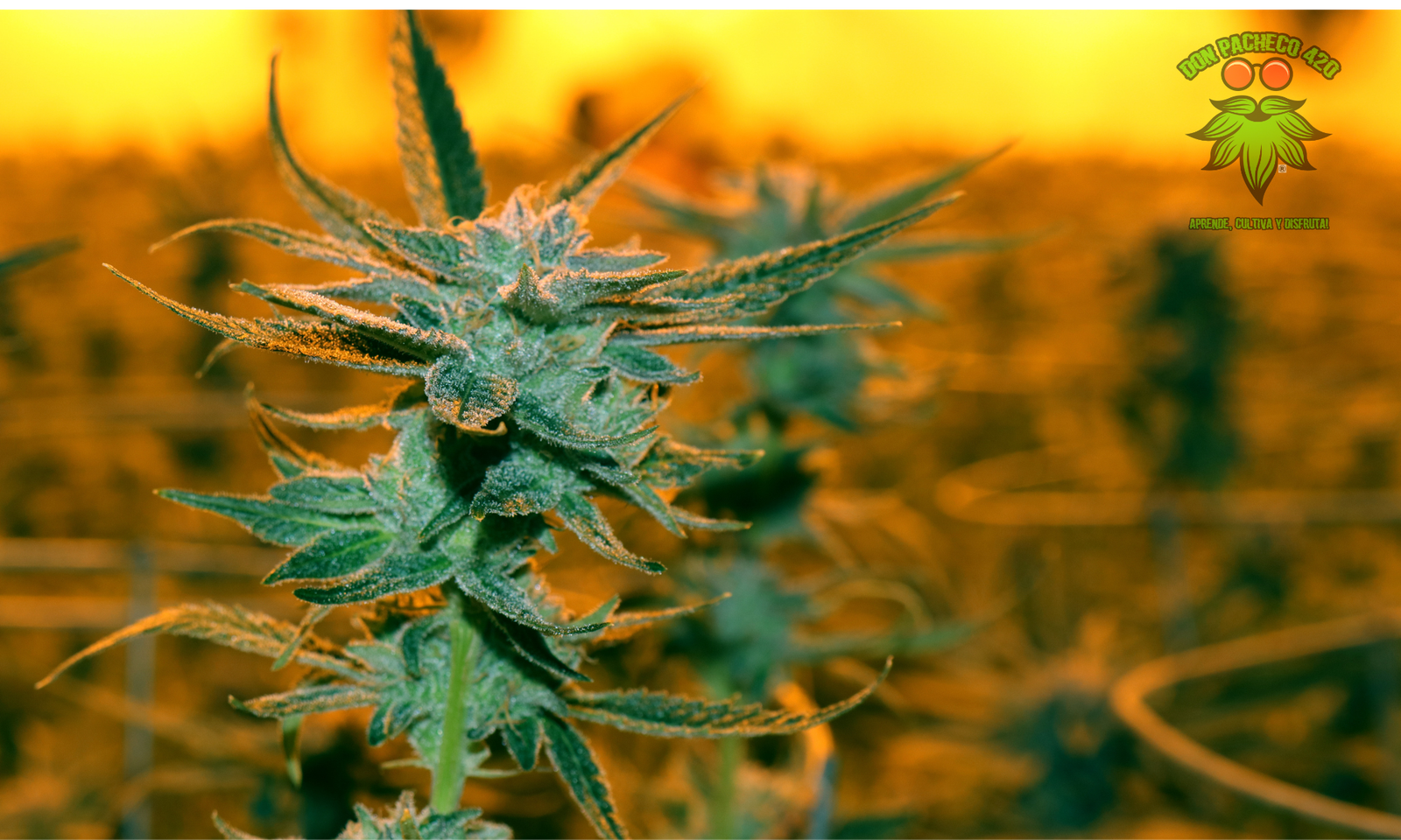 plantas de marihuana