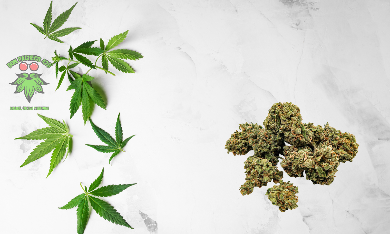 tipos de marihuana