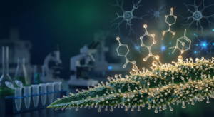 Terpenos del cannabis producidos en tricomas glandulares observados mediante ilustración científica.